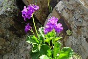 52 Primula irsuta (Primula hirsuta)